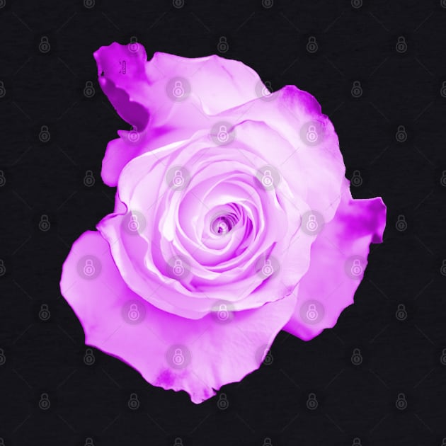 Purple Rose by RaphaelWolf